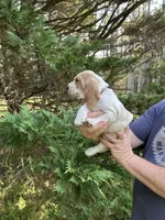 Pink collar, a female Basset Hound for sale in Summerville, GA – 4 of 9