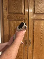 Navy Collar, a male Basset Hound for sale in Summerville, GA – Photo 1 of 8