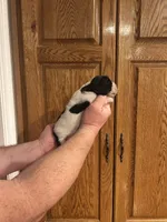 Navy Collar, a male Basset Hound for sale in Summerville, GA – Photo 3 of 8