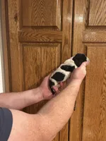 Navy Collar, a male Basset Hound for sale in Summerville, GA – Photo 4 of 8