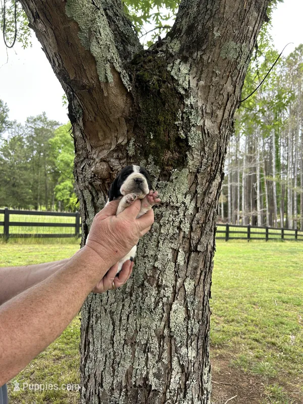 Navy Collar – Basset Hound puppy for sale in Summerville, GA