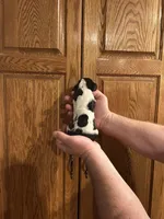 Navy Collar, a male Basset Hound for sale in Summerville, GA – Photo 5 of 8