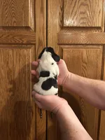 Teal Collar, a female Basset Hound for sale in Summerville, GA – Photo 3 of 6