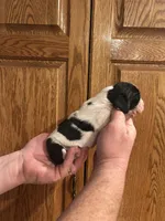 Teal Collar, a female Basset Hound for sale in Summerville, GA – Photo 2 of 6