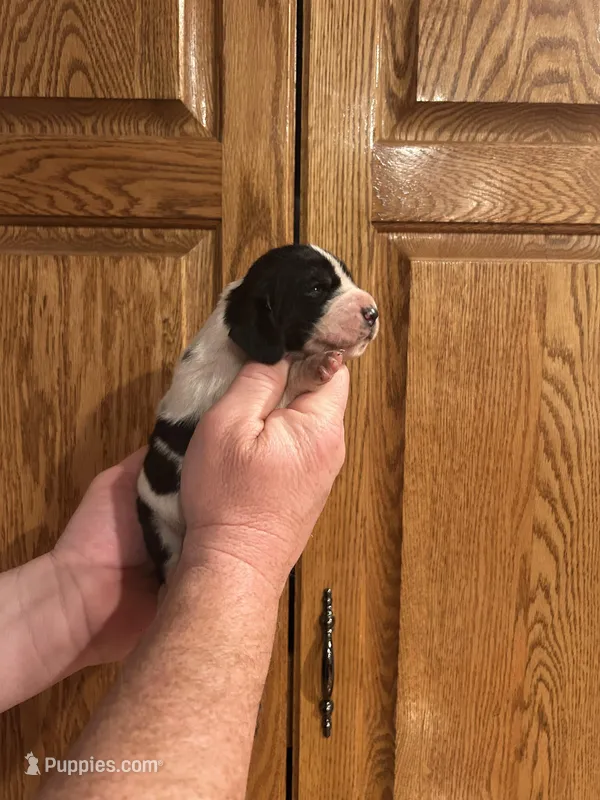 Teal Collar – Basset Hound puppy for sale in Summerville, GA