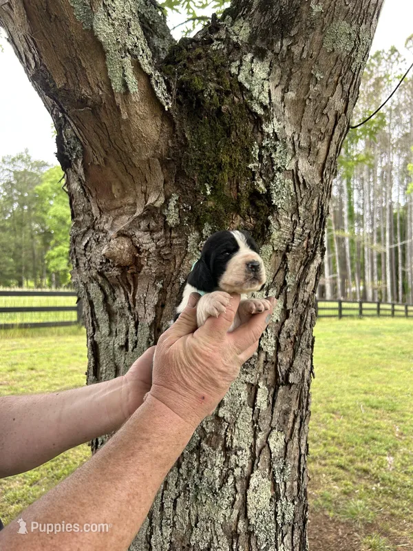 Teal Collar – Basset Hound puppy for sale in Summerville, GA