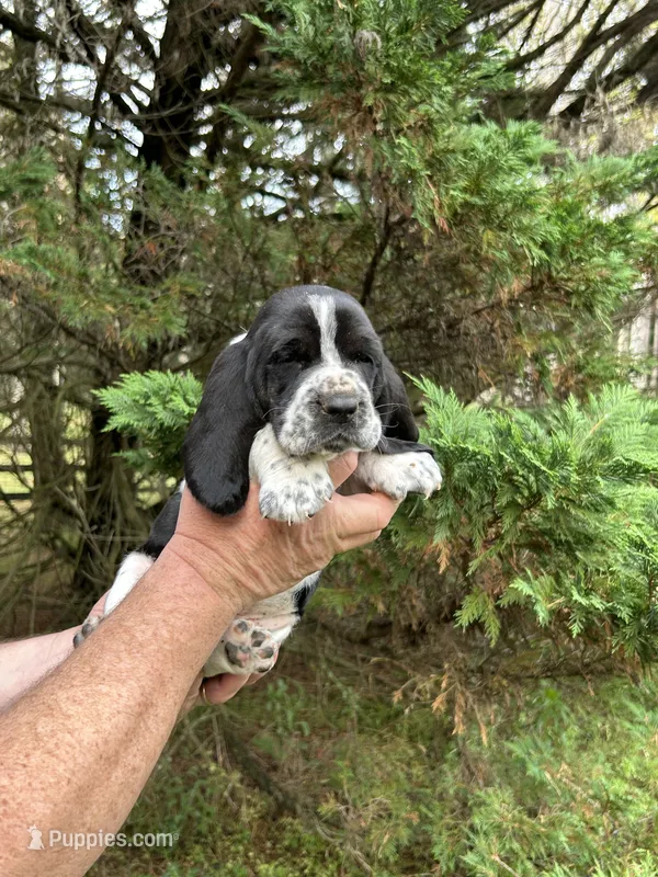 Black Collar – Basset Hound puppy for sale in Summerville, GA