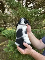 Navy Collar, a male Basset Hound for sale in Summerville, GA – 7 of 10