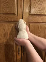 Yellow Collar, a male Basset Hound for sale in Summerville, GA – Photo 5 of 8