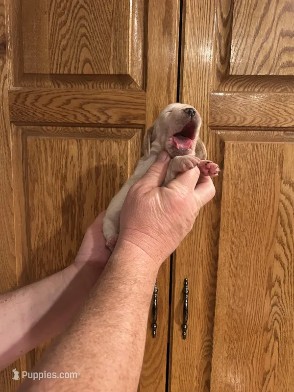 Yellow Collar – Basset Hound puppy for sale in Summerville, GA