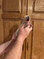 Yellow Collar, a male Basset Hound for sale in Summerville, GA – Photo 1 of 8