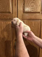 Yellow Collar, a male Basset Hound for sale in Summerville, GA – Photo 3 of 8