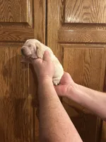 Yellow Collar, a male Basset Hound for sale in Summerville, GA – Photo 4 of 8