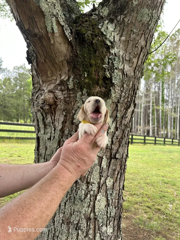 Yellow Collar – Basset Hound puppy for sale in Summerville, GA