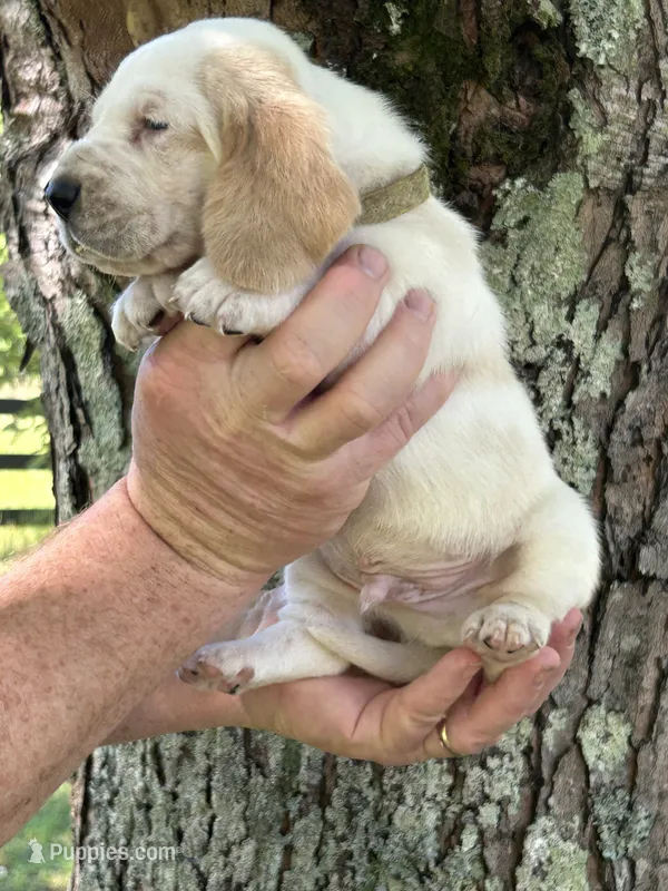 Yellow Collar – Basset Hound puppy on hold in Summerville, GA