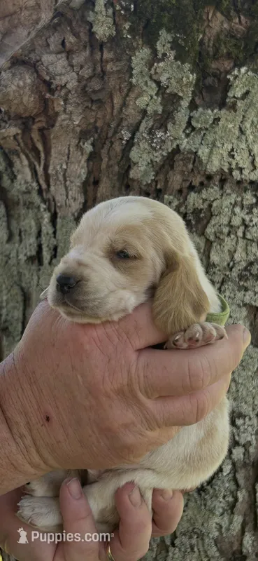 Bright Green collar – Basset Hound puppy for sale in Summerville, GA