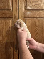 Bright Green collar, a male Basset Hound for sale in Summerville, GA – Photo 2 of 7