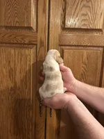 Bright Green collar, a male Basset Hound for sale in Summerville, GA – Photo 4 of 7