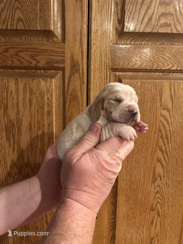 Bright Green collar – Basset Hound puppy for sale in Summerville, GA