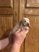 Bright Green collar, a male Basset Hound for sale in Summerville, GA – Photo 1 of 7