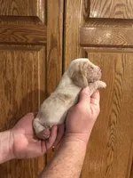 Bright Green collar, a male Basset Hound for sale in Summerville, GA – Photo 3 of 7