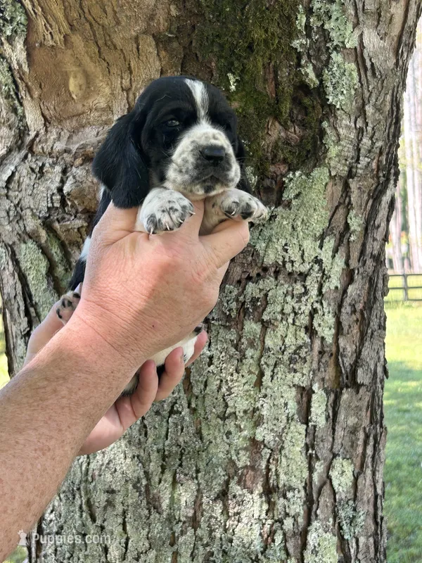 Black Collar – Basset Hound puppy for sale in Summerville, GA