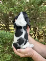 Burgundy Collar, a female Basset Hound for sale in Summerville, GA – 5 of 9