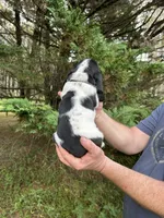 Navy Collar, a male Basset Hound for sale in Summerville, GA – 4 of 10