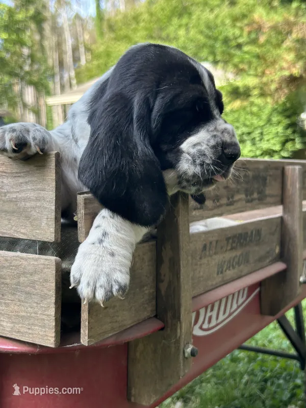 Black Collar – Basset Hound puppy for sale in Summerville, GA