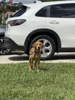 Castile , a male Labrador Retriever and Irish Setter for sale in North Port, FL – Photo 4 of 5