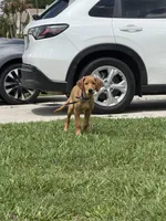 Castile , a male Labrador Retriever and Irish Setter for sale in North Port, FL – Photo 2 of 5