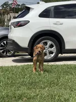 Castile , a male Labrador Retriever and Irish Setter for sale in North Port, FL – Photo 3 of 5