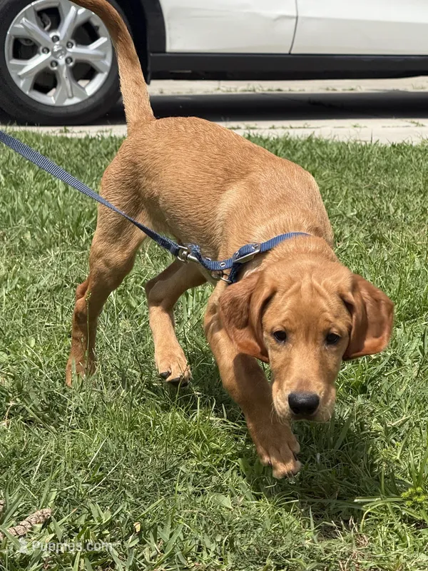 Castile  – Labrador Retriever, Irish Setter puppy for sale in North Port, FL