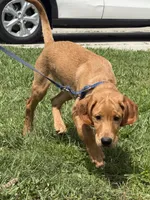Castile , a male Labrador Retriever and Irish Setter for sale in North Port, FL – Photo 1 of 5