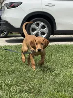 Castile , a male Labrador Retriever and Irish Setter for sale in North Port, FL – Photo 5 of 5