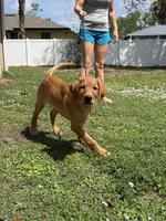Brownie , a male Labrador Retriever and Irish Setter for sale in North Port, FL – Photo 3 of 6