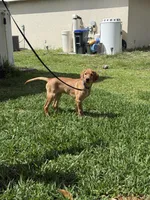 Brownie , a male Labrador Retriever and Irish Setter for sale in North Port, FL – Photo 4 of 6