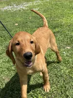 Brownie , a male Labrador Retriever and Irish Setter for sale in North Port, FL – Photo 2 of 6