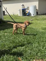 Brownie , a male Labrador Retriever and Irish Setter for sale in North Port, FL – Photo 5 of 6