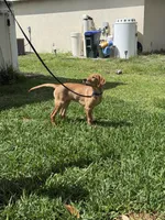 Brownie , a male Labrador Retriever and Irish Setter for sale in North Port, FL – Photo 6 of 6