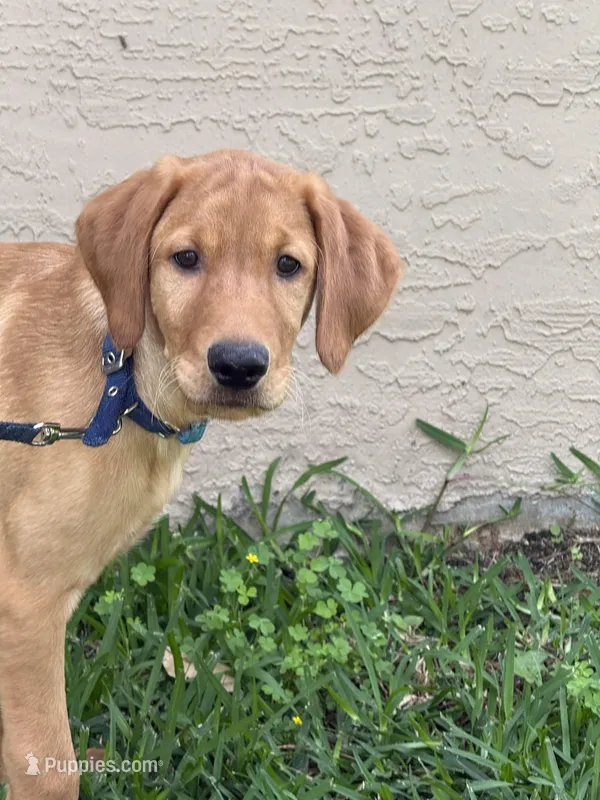 Brownie  – Labrador Retriever, Irish Setter puppy for sale in North Port, FL
