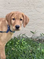 Brownie , a male Labrador Retriever and Irish Setter for sale in North Port, FL – Photo 1 of 6