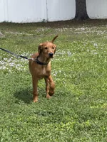 Scooter , a male Labrador Retriever and Irish Setter for sale in North Port, FL – Photo 4 of 4