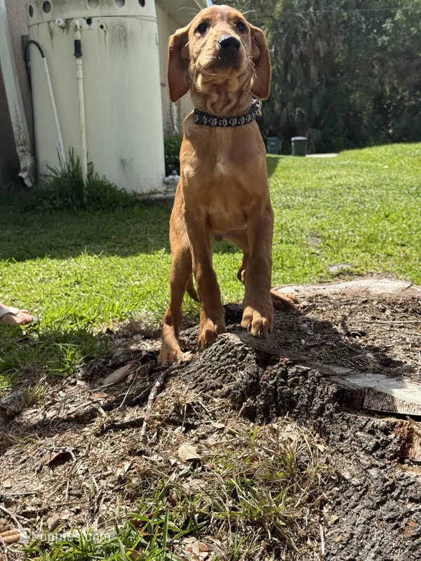 Scooter  – Labrador Retriever, Irish Setter puppy for sale in North Port, FL