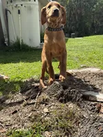 Scooter , a male Labrador Retriever and Irish Setter for sale in North Port, FL – Photo 1 of 4