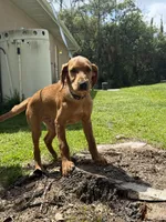 Scooter , a male Labrador Retriever and Irish Setter for sale in North Port, FL – Photo 2 of 4