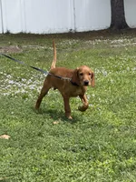 Scooter , a male Labrador Retriever and Irish Setter for sale in North Port, FL – Photo 3 of 4