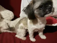 Alex, a male Shih Tzu for sale in Tucson, AZ – 6 of 8