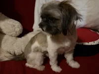 Alex, a male Shih Tzu for sale in Tucson, AZ – 2 of 8