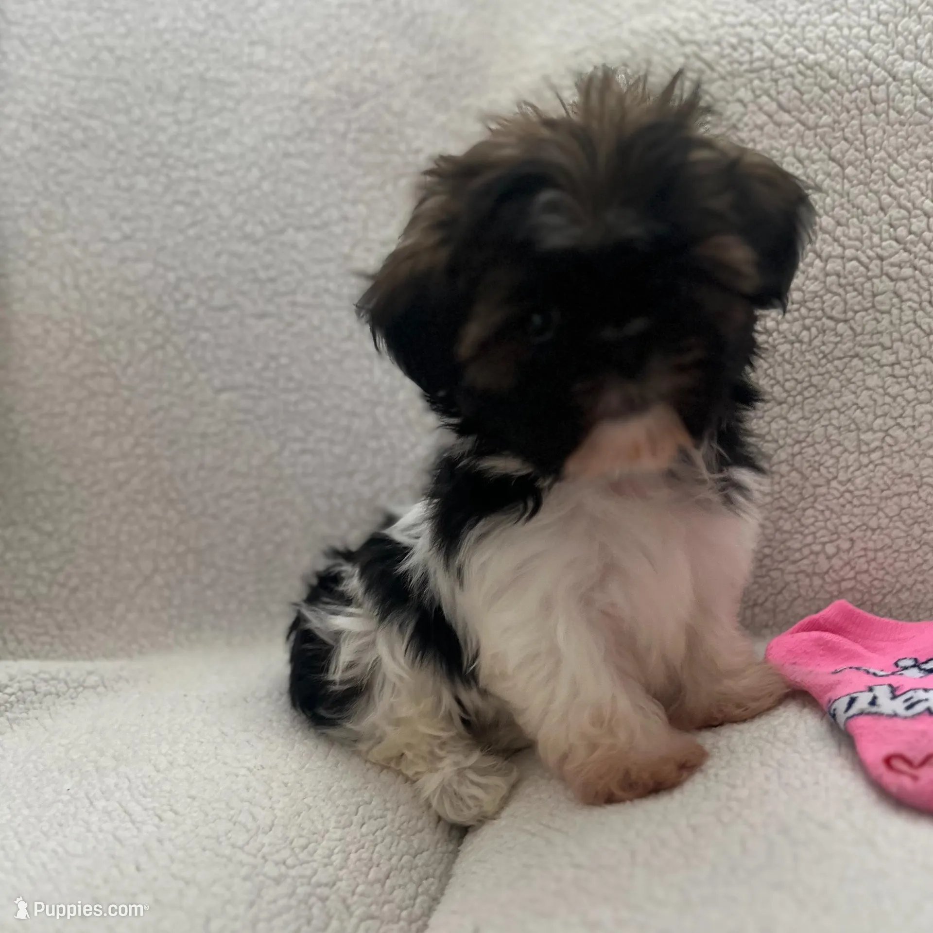 Alex, a male Shih Tzu for sale in Tucson, AZ – Photo 4 of 5